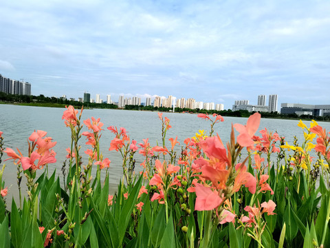 黃菖蒲花