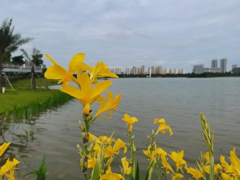 黃菖蒲花