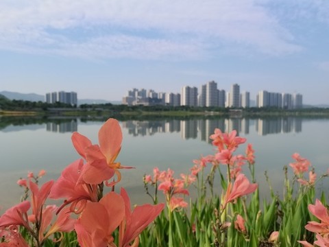 黃菖蒲花