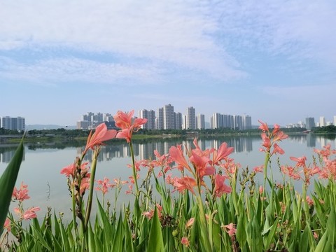 黃菖蒲花