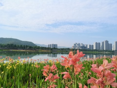 黃菖蒲花