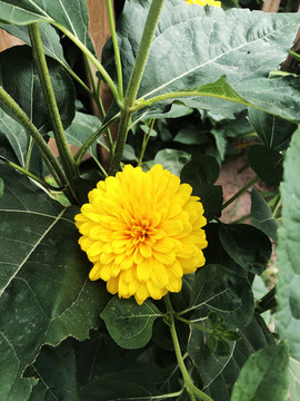 小黃花雛菊
