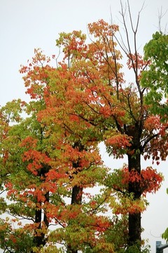 香樟樹