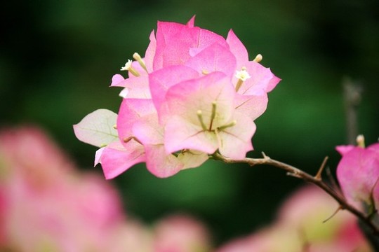 三角梅