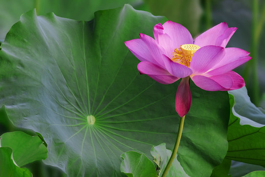 荷花