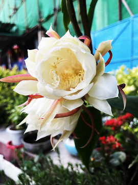 曇花
