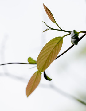 枝葉嫩芽