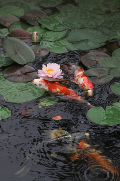 鯉魚(yú)滿塘