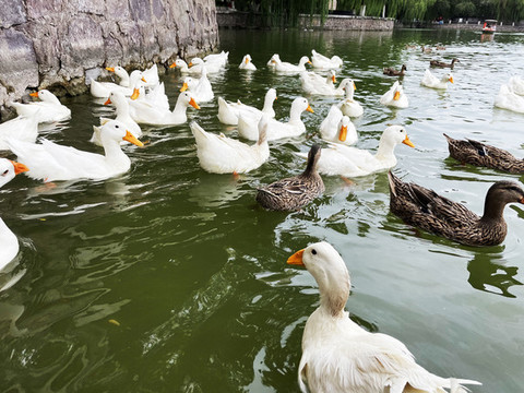 鴨子戲水