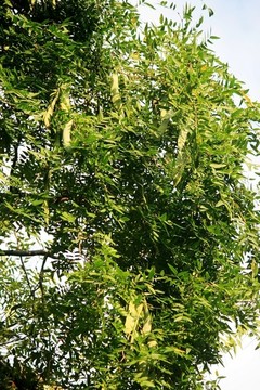 皂角樹