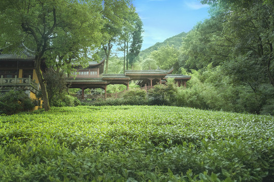 杭州永福禪寺禪寺茶苑