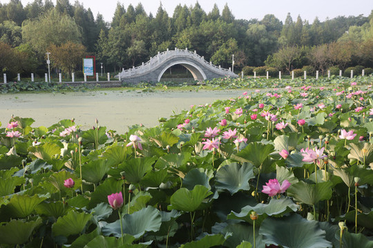 荷花