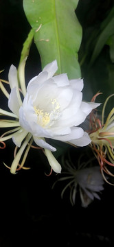 曇花