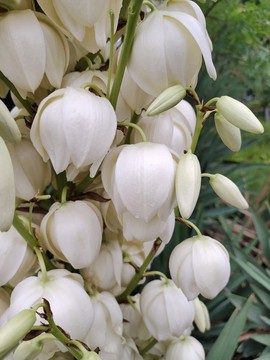 劍麻花