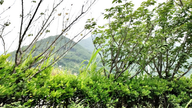 路邊風(fēng)景