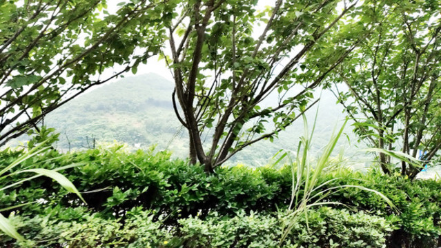 路邊風(fēng)景