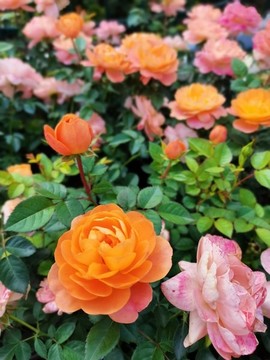 漂亮的玫瑰花