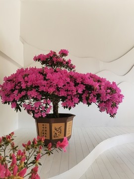 鮮艷的三角梅