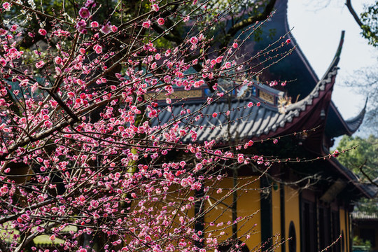 杭州靈隱寺