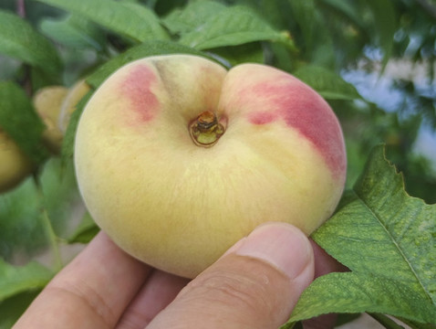 果園摘蟠桃