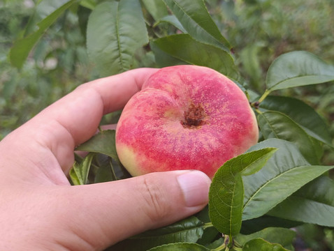 蟠桃成熟果實