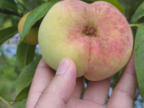 現(xiàn)摘紅蟠桃