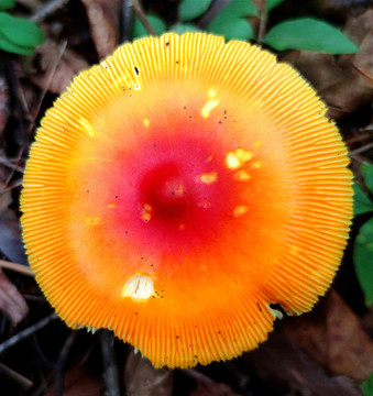野生菌
