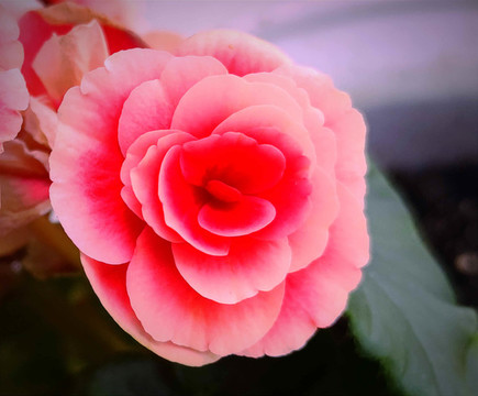 鮮花