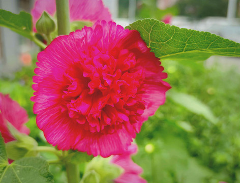 芍藥花