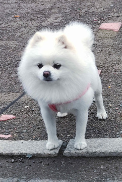 小白狗