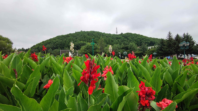 扁竹蓮花