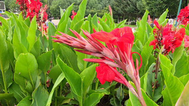 扁竹蓮花