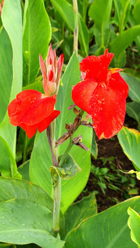 扁竹蓮花