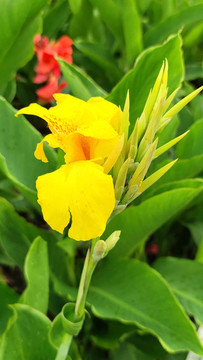 扁竹蓮花