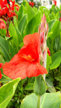 扁竹蓮花
