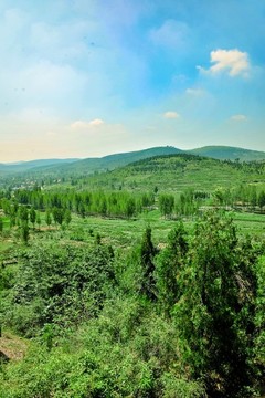 青山綠林