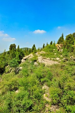 青山綠樹
