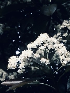 白色薔薇