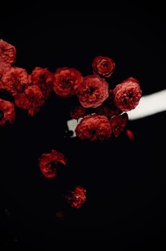 紅色月季花