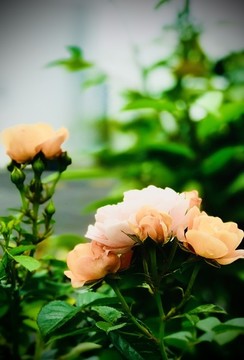 月季花