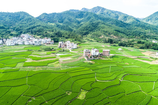 稻田