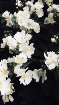 白色薔薇花