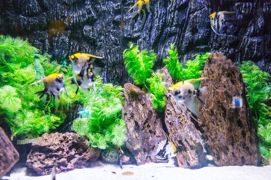 魚(yú)缸背景圖