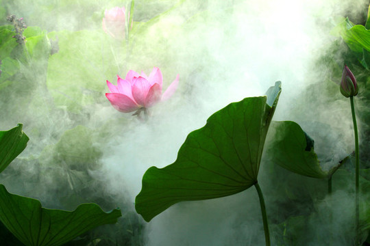 荷花