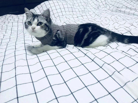美短貓咪撒嬌給你看
