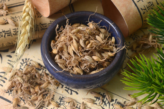 中草藥麥芽