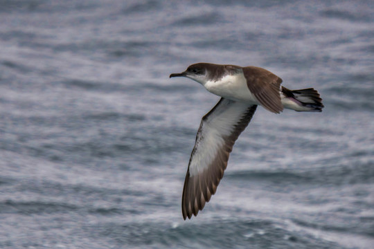 海燕與海鳥