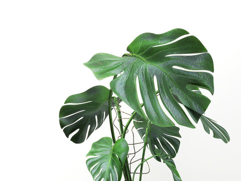 植物葉子特寫素材