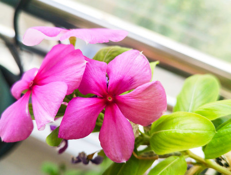 長(zhǎng)春花四季梅