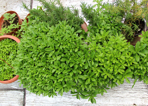 盆栽救心菜